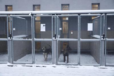 A dog shelter appeals for homes for its pups during a cold snap in Poland, and finds a warm welcome