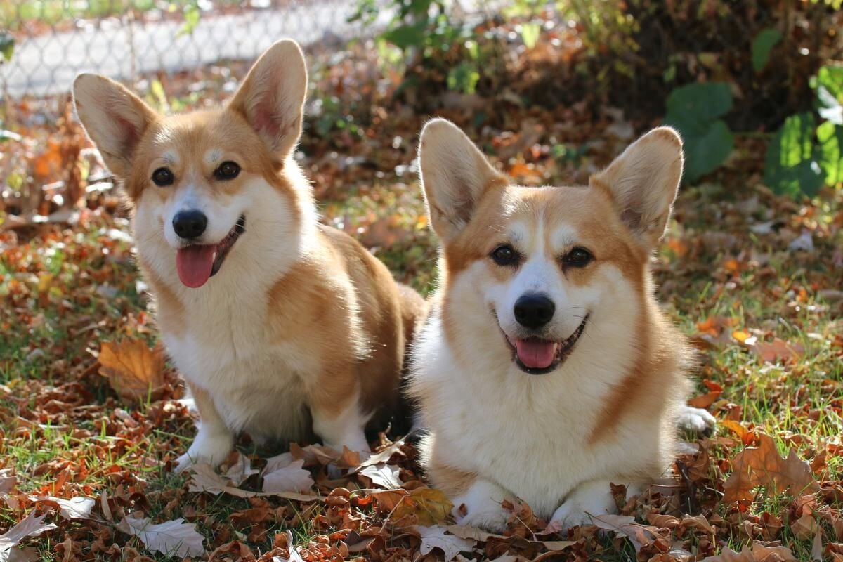 Corgi popularity store