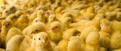 Chick Art