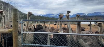 Three MLAs are supporting a B.C. farming family whose 400 ostriches are to be culled