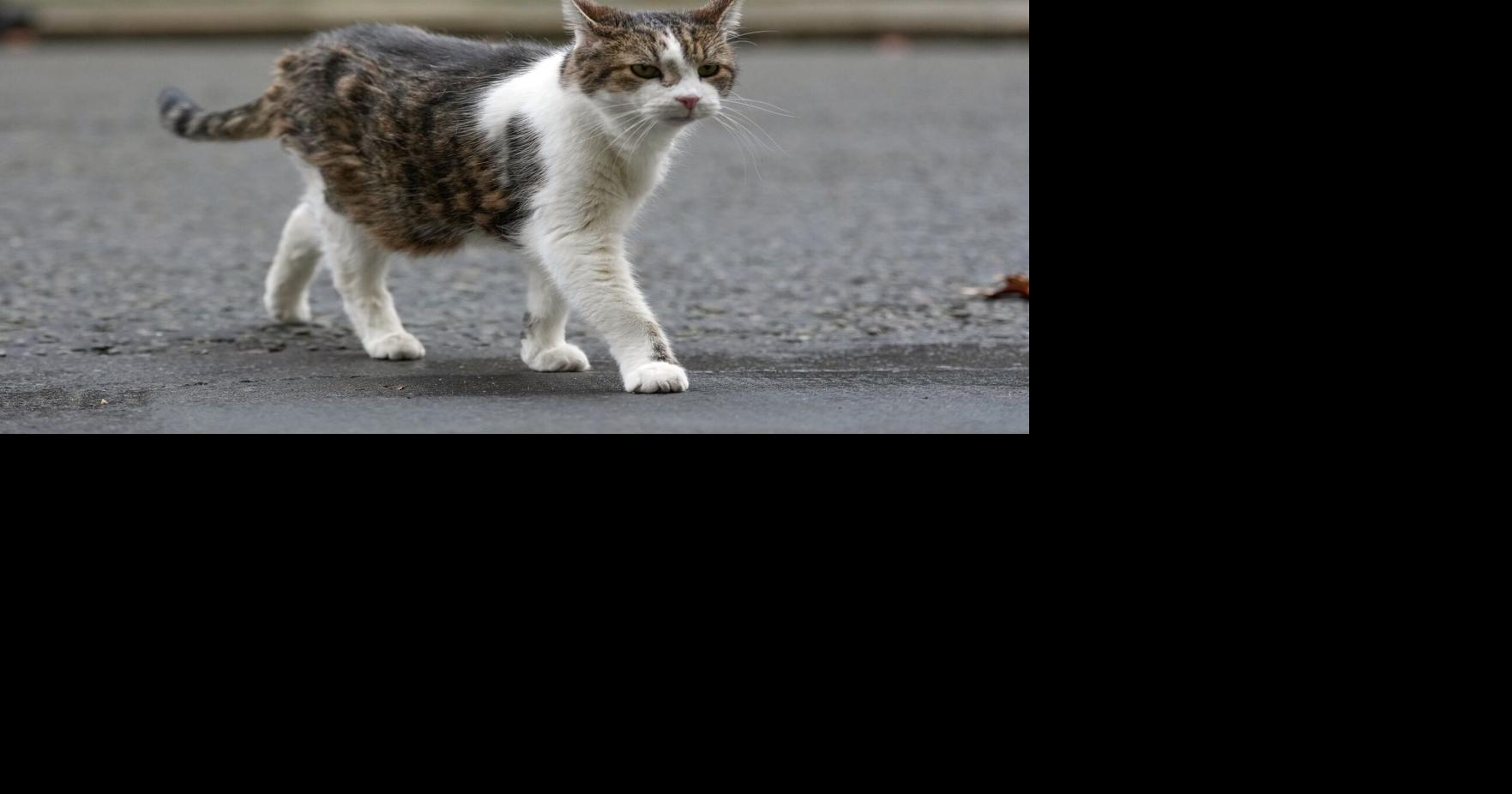 We’re spending $2.1 billion on pets this Valentine’s Day