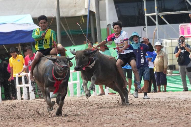 Photos show a water buffalo festival in Thailand at the start of ...