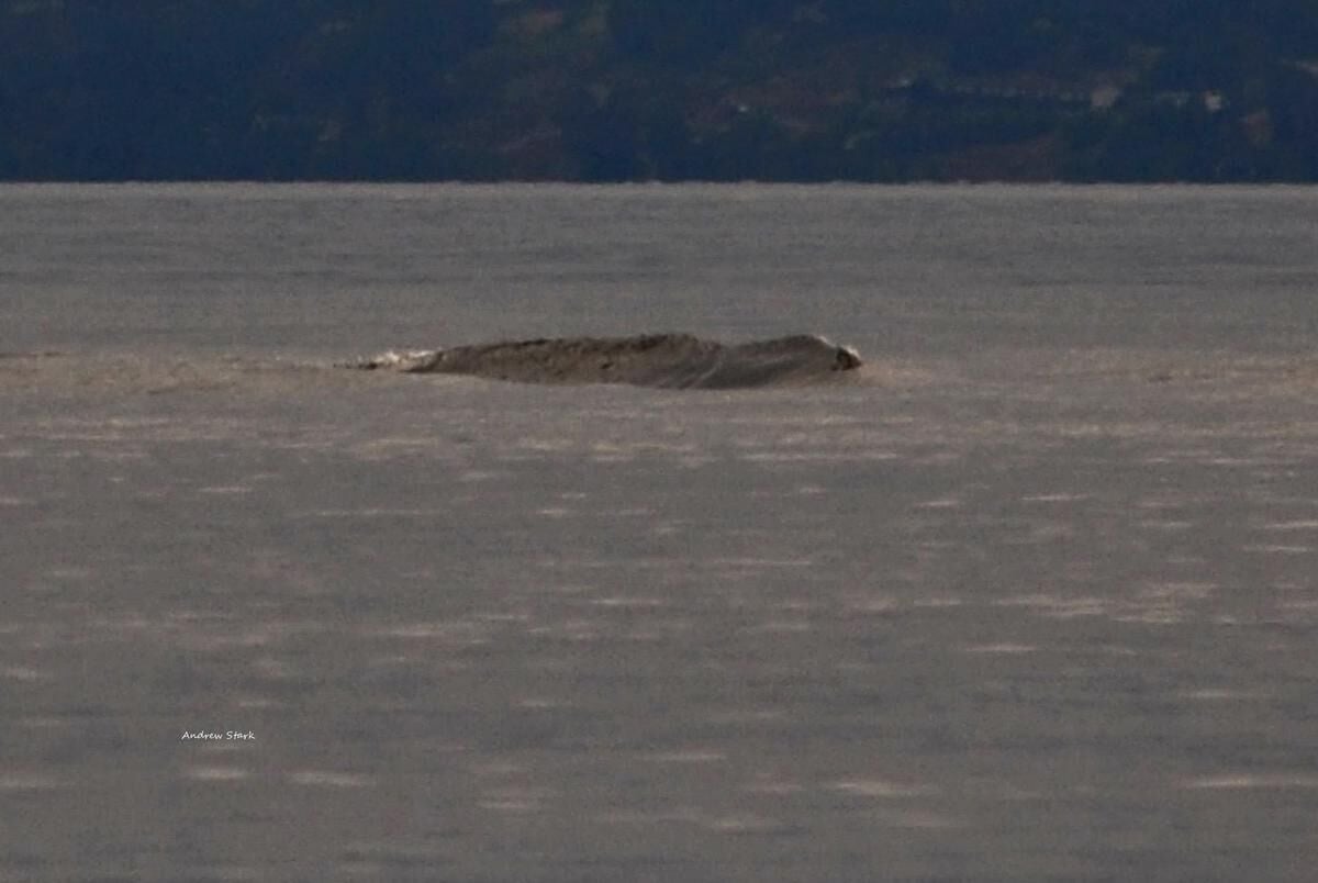 The Long, Twisting Story Of The ‘Ogopogo’ — Canada’s Take On The Loch ...