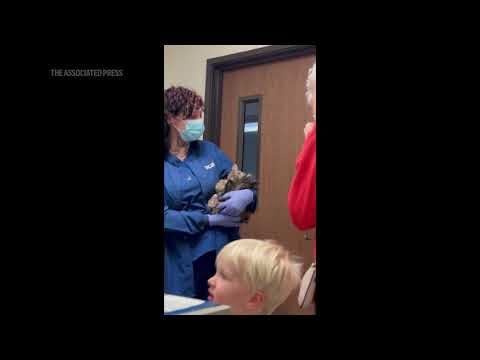 One cat's incredible reunion with its owner after the LA wildfires