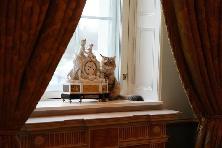 At these locations around the world, cats are the star