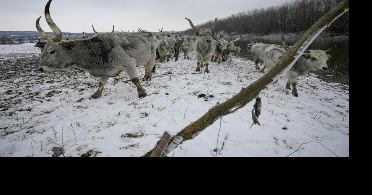 Nearly 200 cows and horses stuck on a Serbian river island in cold ...