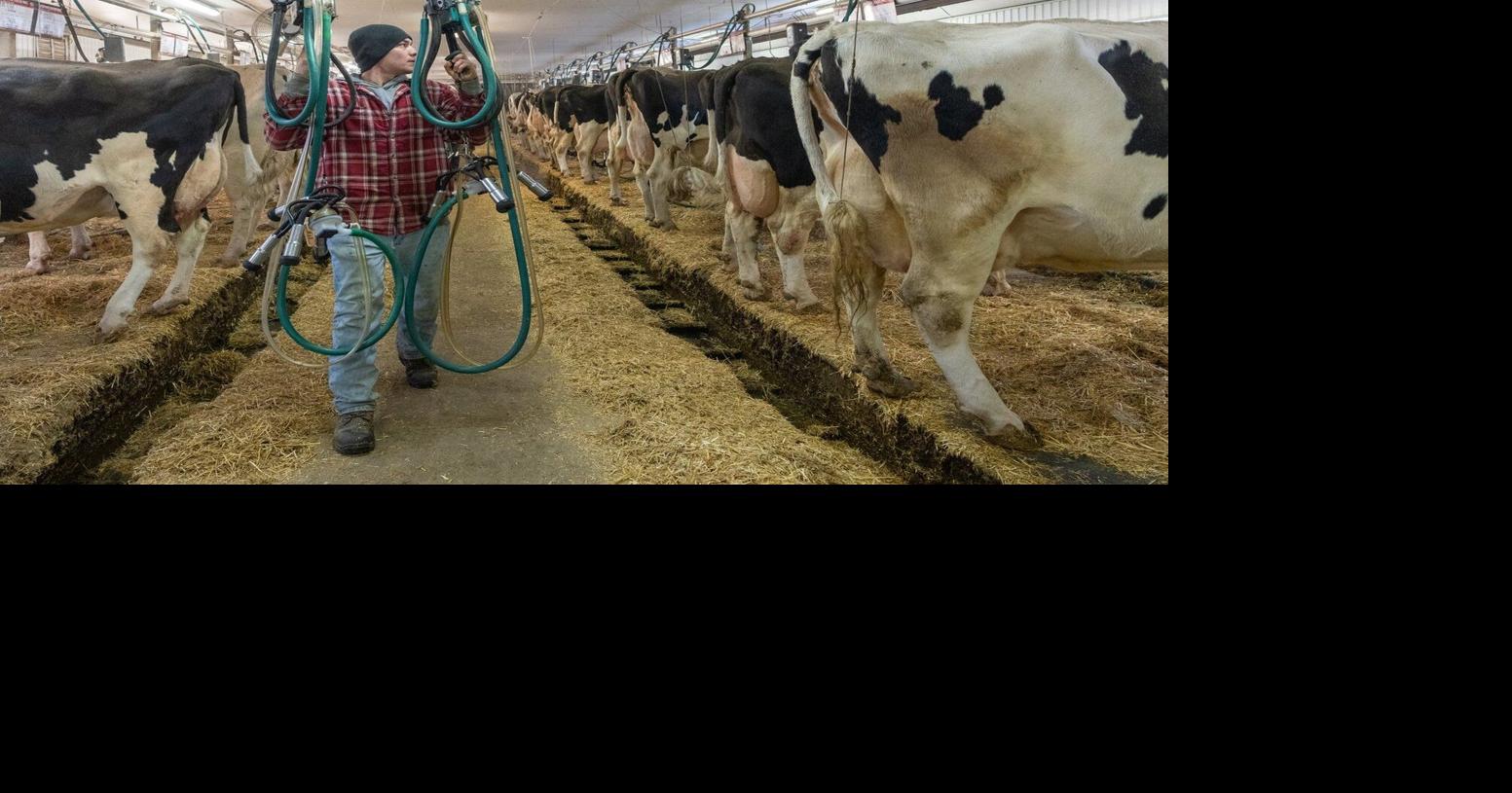 What's the deal with 6% fat milk, newly on the market in Ontario?