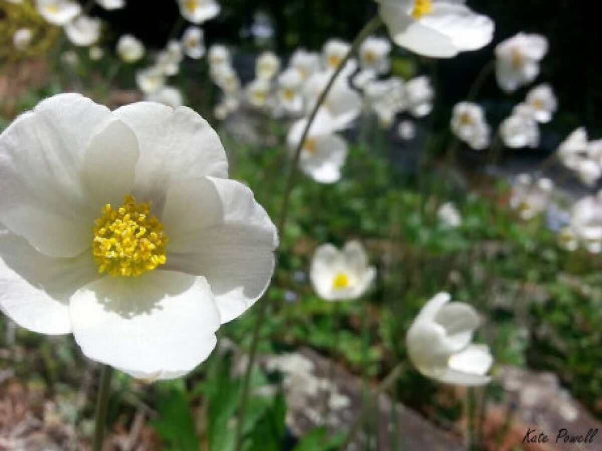bellis plants Bellis Bellisima Mixed Flower Plants – Johnsons