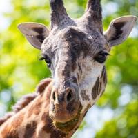 Toronto Zoo reveals new details on the death of Kiko the giraffe last month
