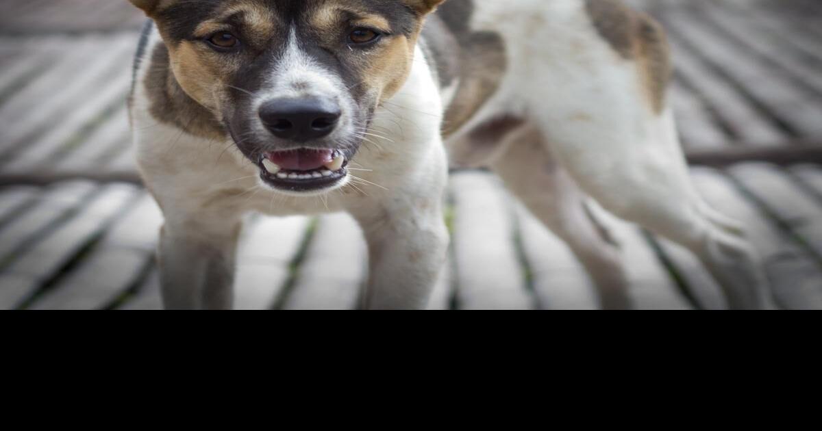 Helping a dog get over anxiety requires time and consistent messaging