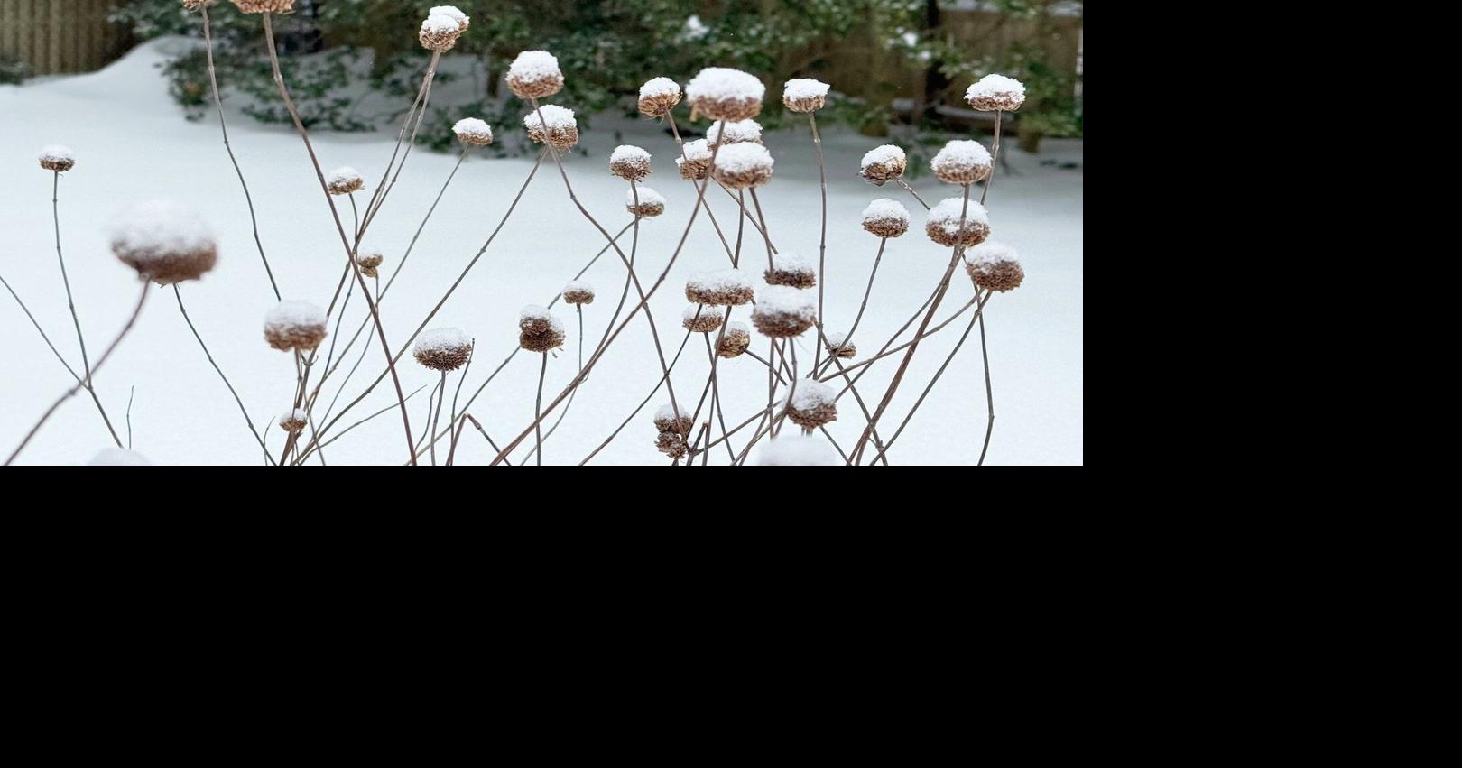 Snow protects your garden beds like winter mulch. Trees might need some help though
