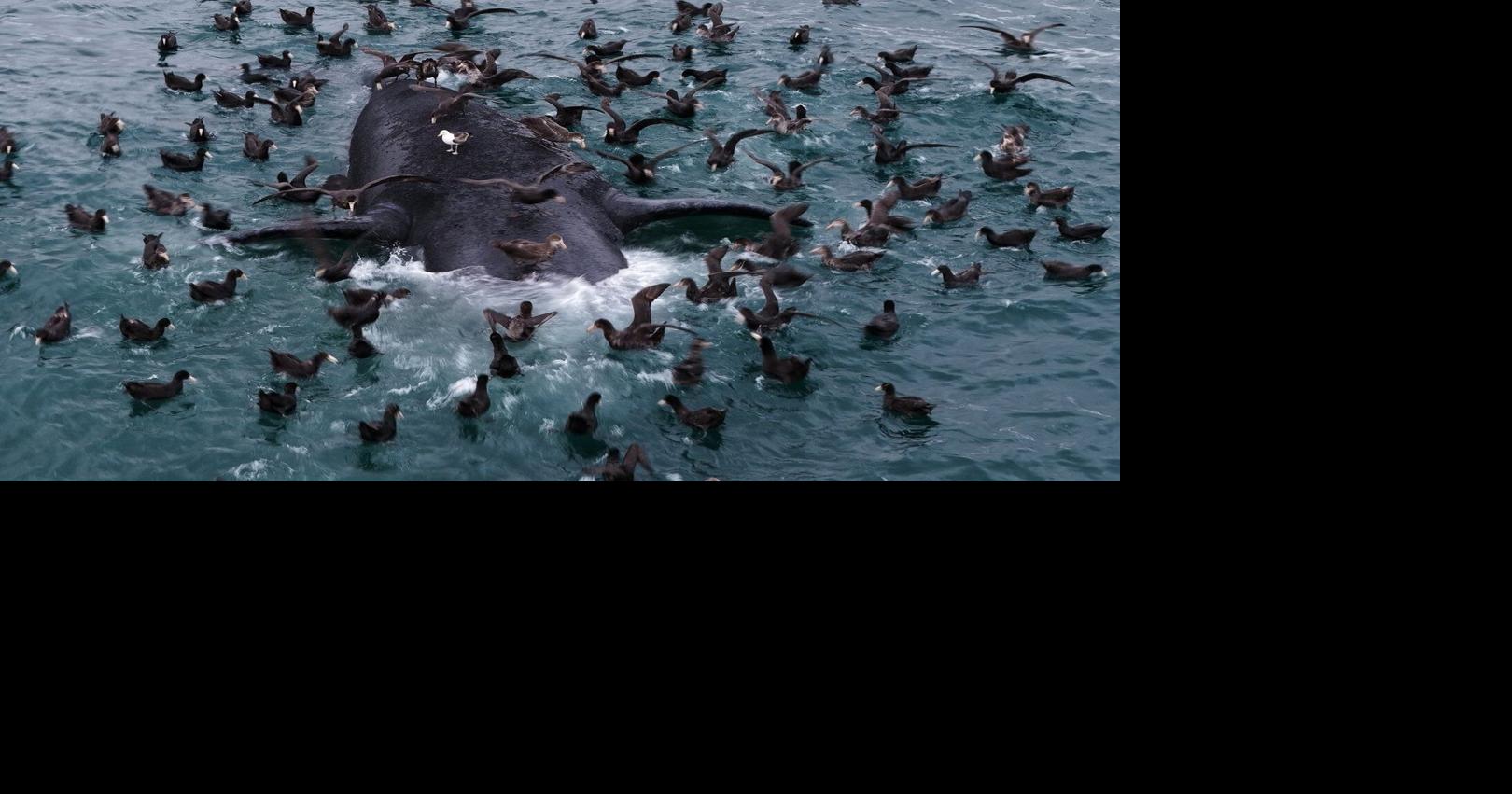 https://bloximages.chicago2.vip.townnews.com/thestar.com/content/tncms/assets/v3/editorial/2/17/217478bb-647c-55e8-906b-52784a8aa2d6/6abeb4b919813.image.jpg?crop=1620%2C851%2C0%2C114&resize=1200%2C630&order=crop%2Cresize
