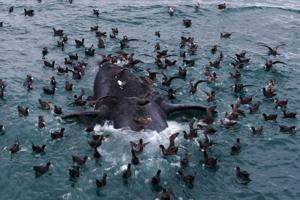 Scientists search for answers as baby whales wash up dead in Argentina