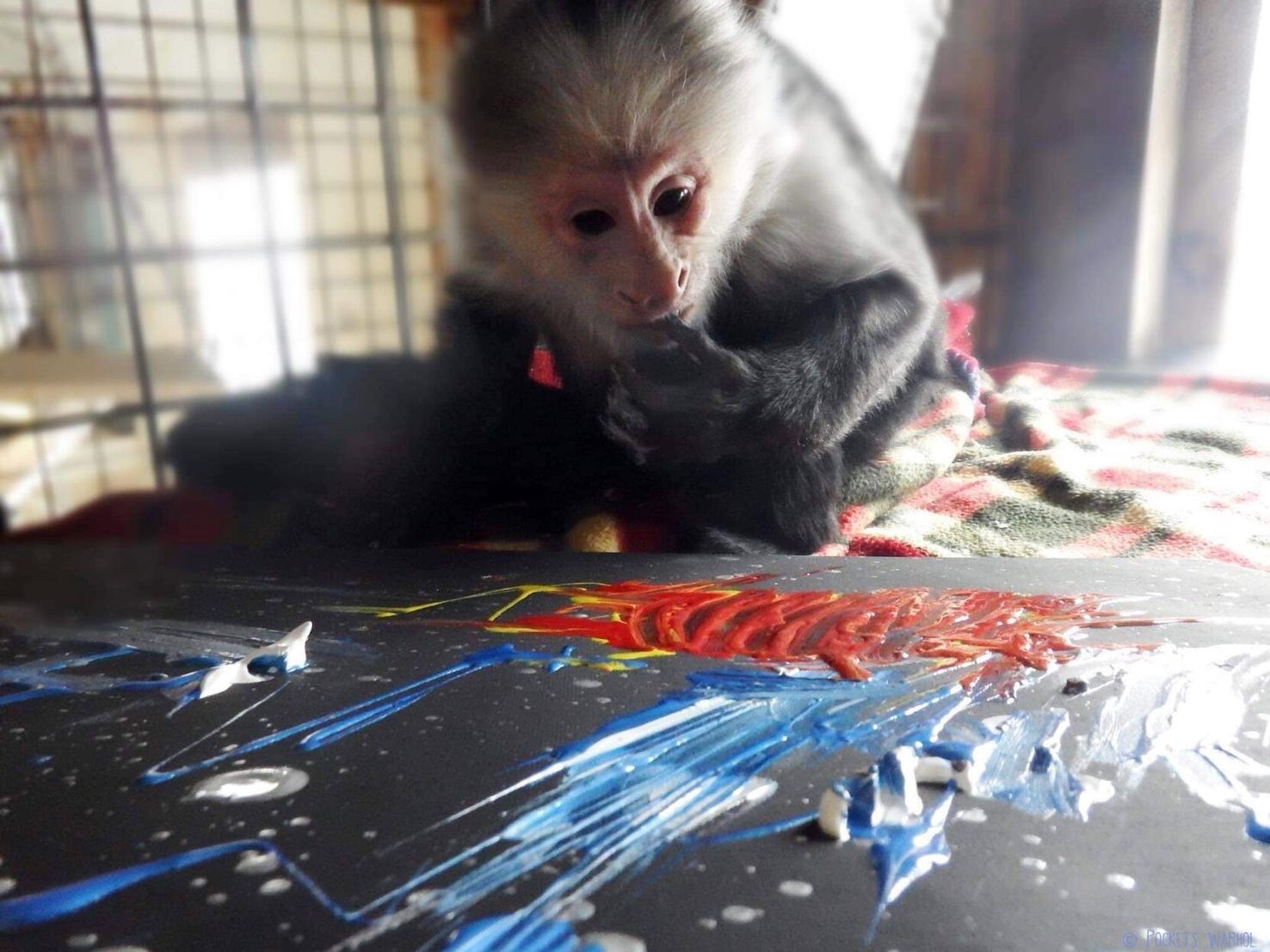 Capuchin monkey artist Pockets Warhol dies at Ontario sanctuary