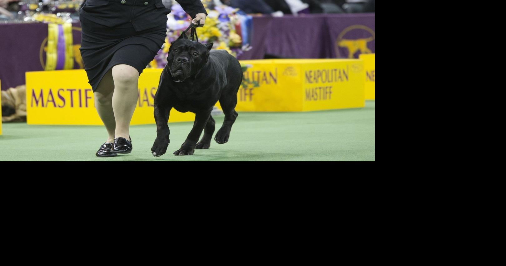 Some N.S. towns have tried to ban 'dangerous' dog breeds without much success