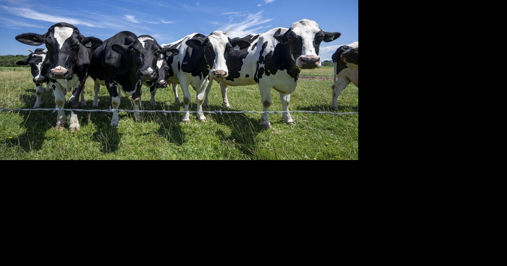 Dairy farmers warn against concessions as U.S. tariff deadline looms