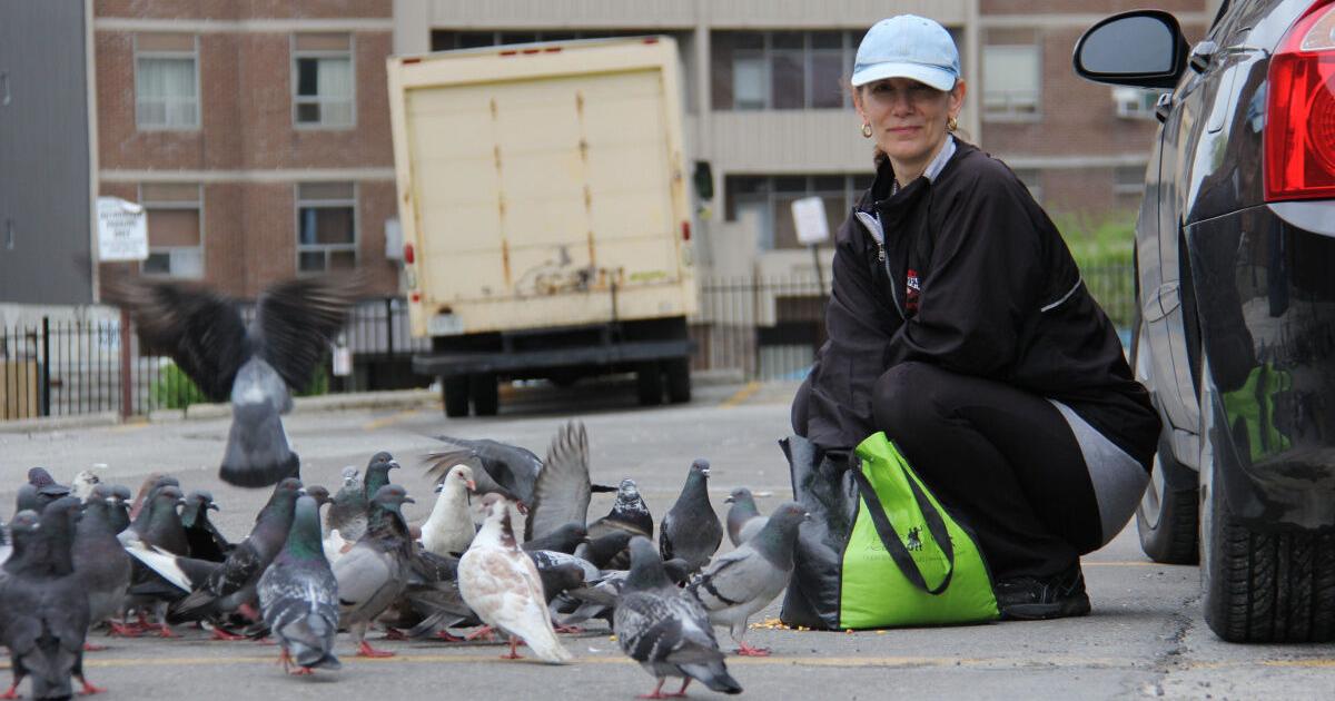 Person Rescuing Bird Pigeon rescue: Catching oft-reviled birds and saving them from ‘string ...
