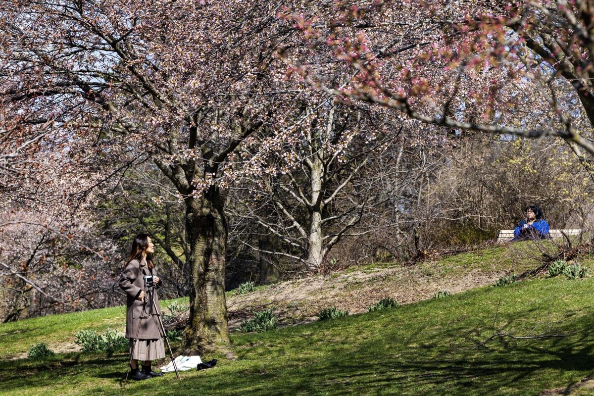 No vehicles or parking at High Park starting Monday as cherry blossoms expected to reach peak bloom