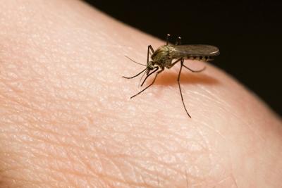 Mosquito magnet.JPG