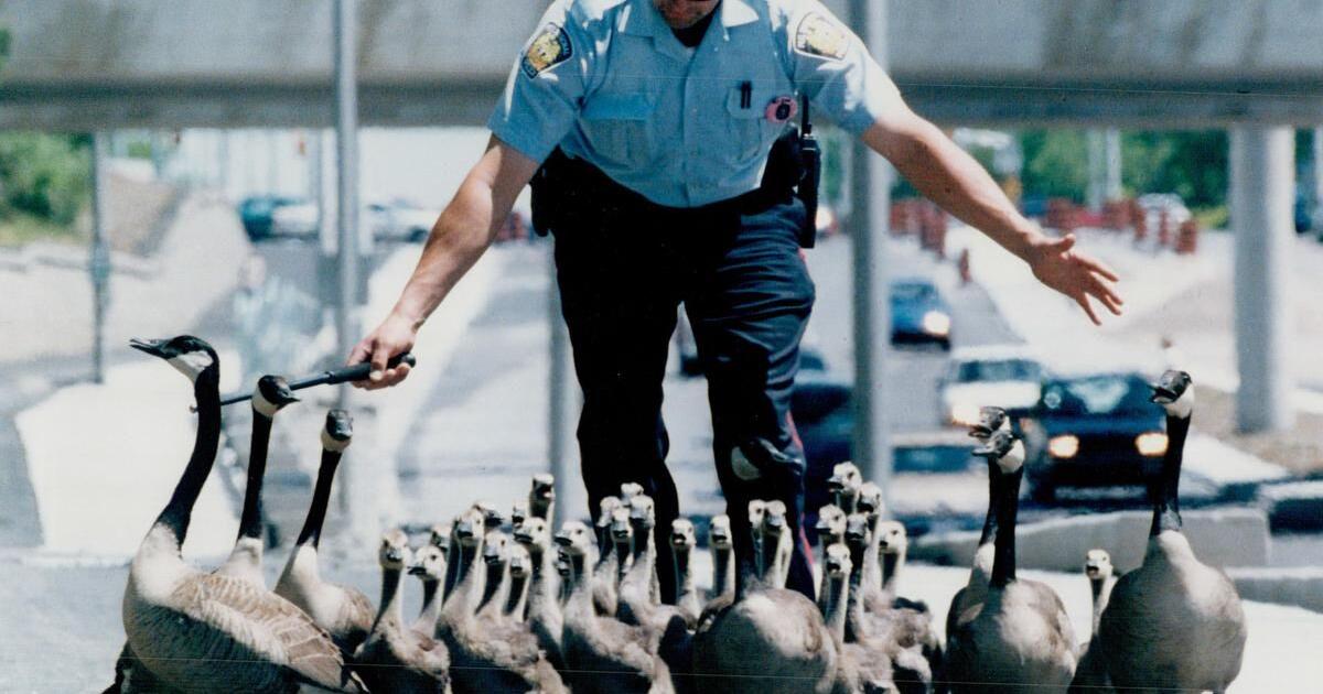 Police move geese after traffic mishap in 1997