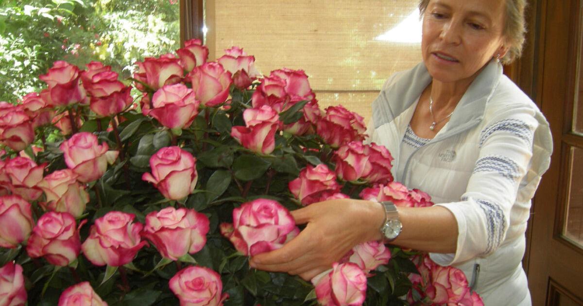 Keeping Roses Alive Keeping roses alive past Valentine's: Real Dirt