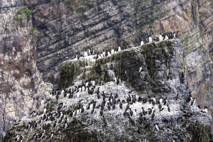 Bear Island, Seabirds CREDIT Swan Hellenic.JPG