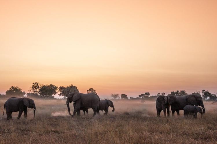 WEB Elephants, Okavango Delta CREDIT Dave Hamman Wilderness.JPG
