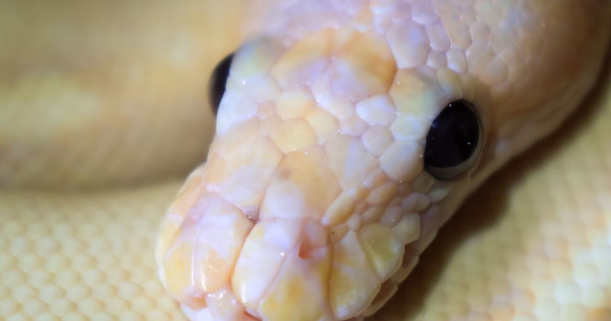 Python in the court: lessons from a ‘service animal’ Rico