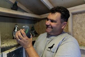 Pigeon racing is ‘dying.’ Can these Ontarians save their sport from extinction?