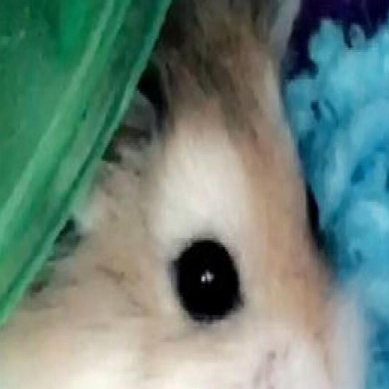 The pet I'll never forget: the emotional support hamster who