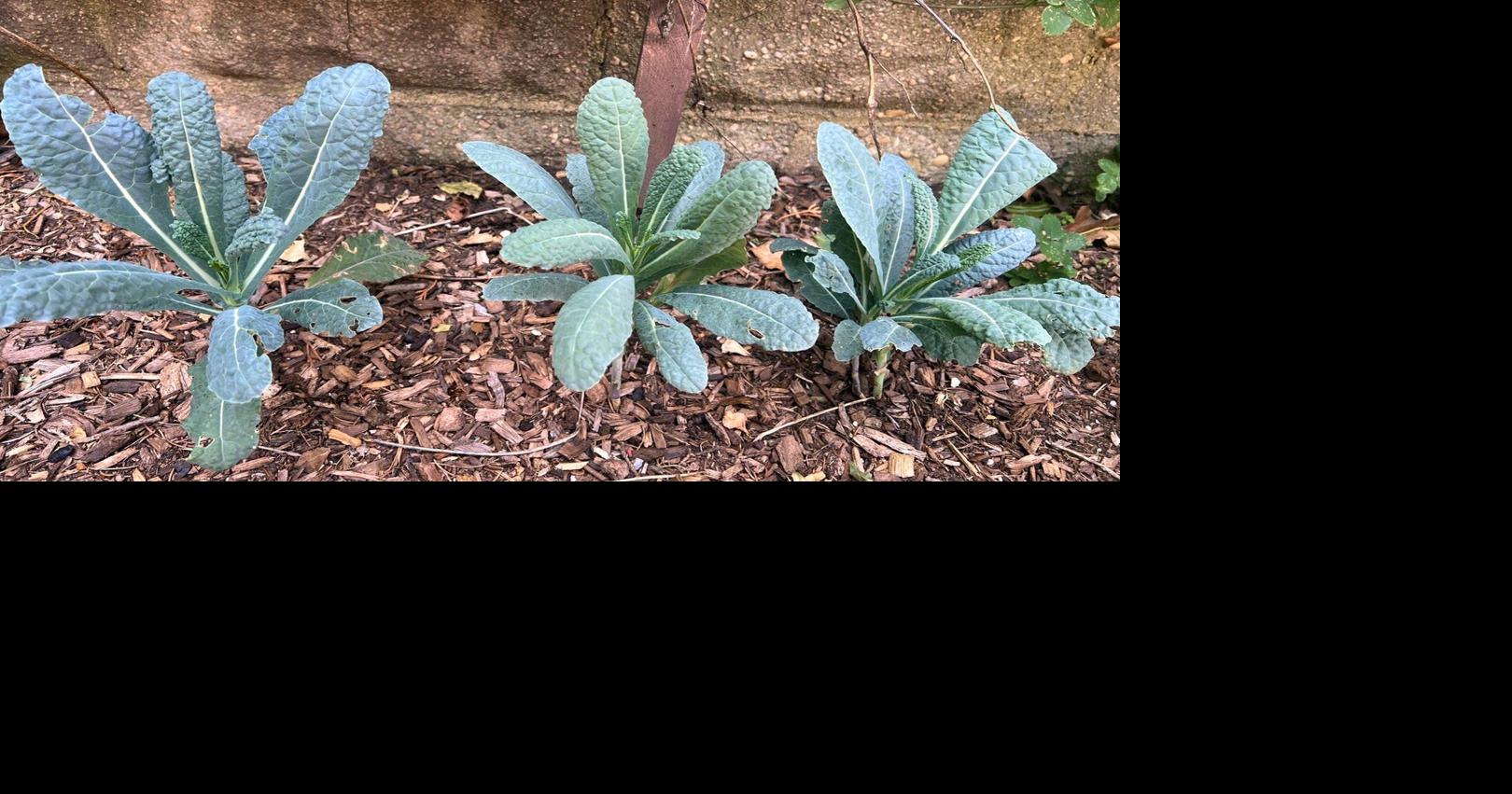 Who says a vegetable garden needs full sun? Some plants do well in shadier spots