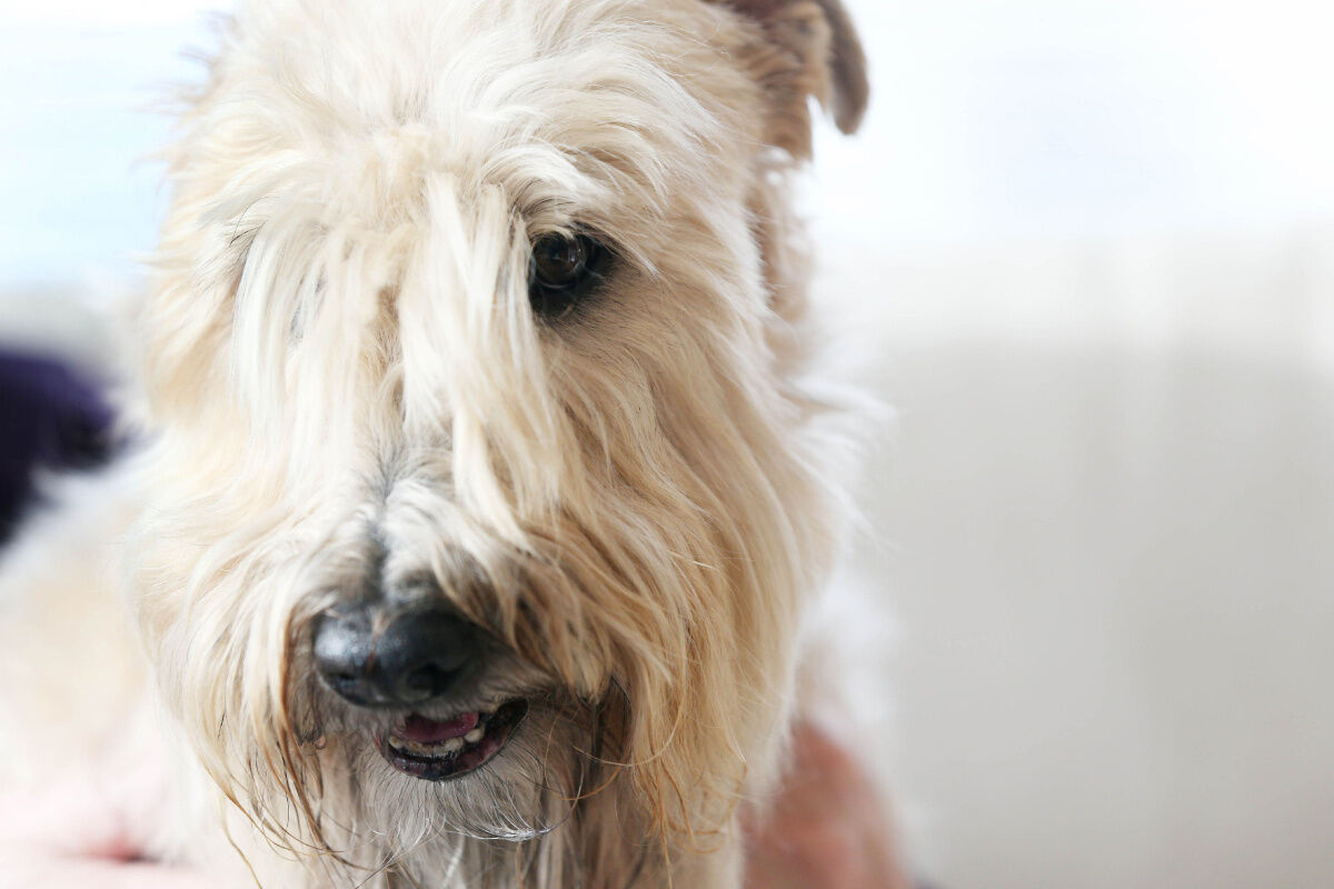 Famous wheaten terriers cheap