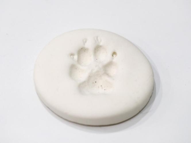 Aquamation, waterbased pet cremation, takes hold in Toronto