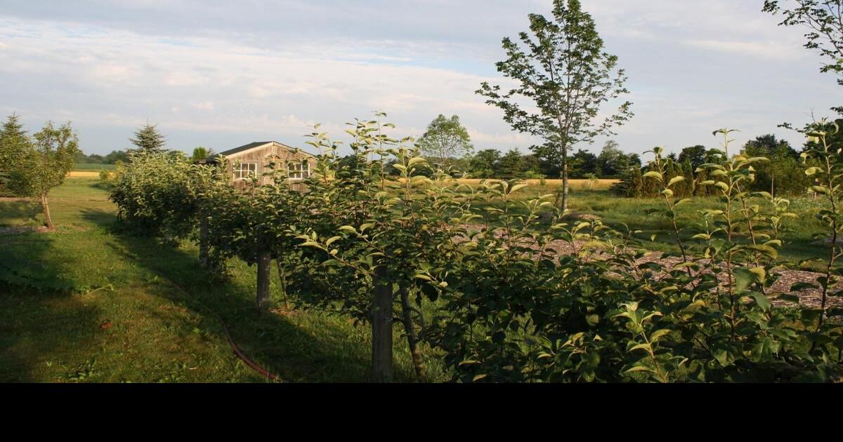 If fences make good neighbours, a fruitbearing hedge can make even