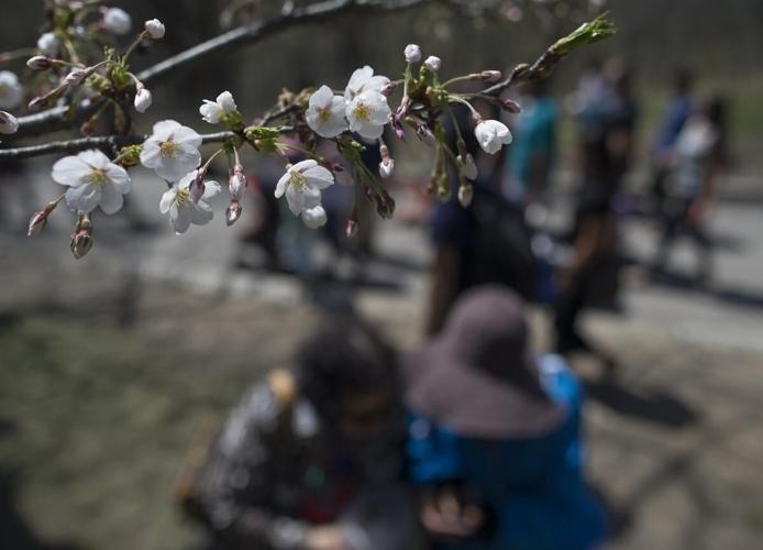 High Park cherry blossoms expected to be in full bloom early this week