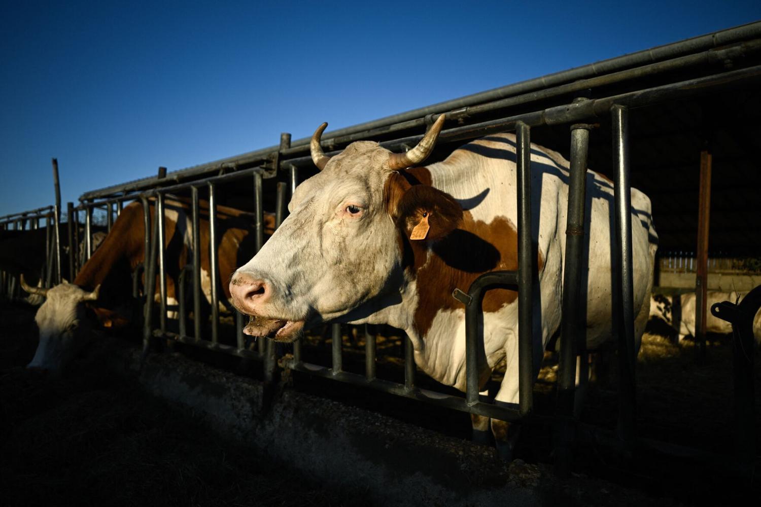 France reports first human case of livestock virus Shamonda in patient who ...