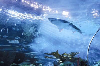 Biologists hunt for sharks for Toronto's new aquarium