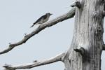 University study finds few improvements to at-risk species in B.C.