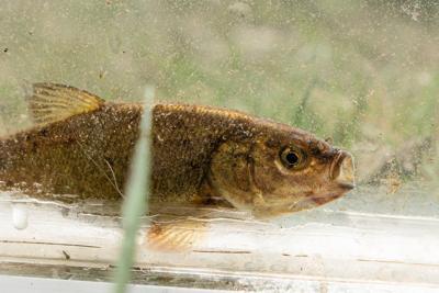A rare olive-colored fish in Nevada nears a key step toward endangered species listing