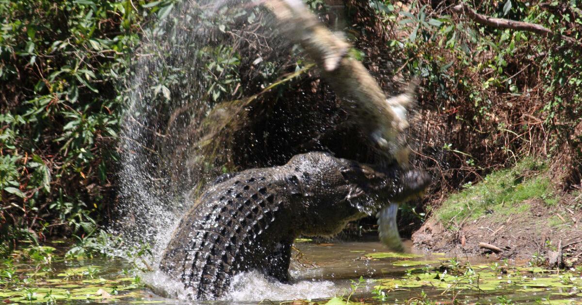 Woman Attacked By Crocodile In Australia woman-attacked-by-crocodile-in-australia