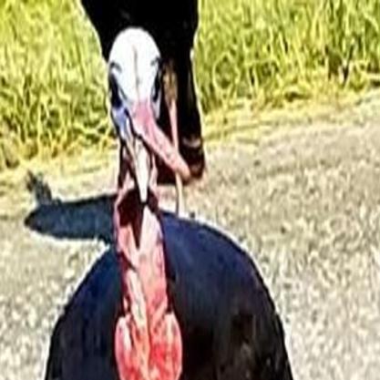 An arrow to the chest? This wild turkey is unruffled, California