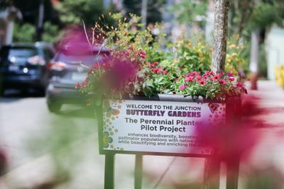 TORONTO-WALKING-JUNCTION-BUTTERFLIES.JPG