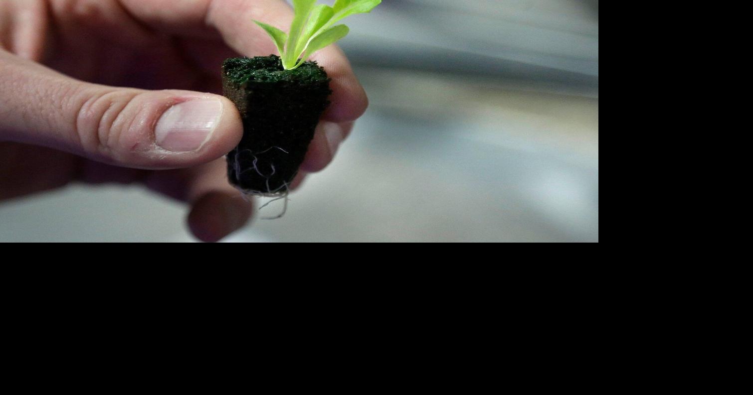 Backyard vegetable gardens are healthy for people and the planet. Here's how to start yours