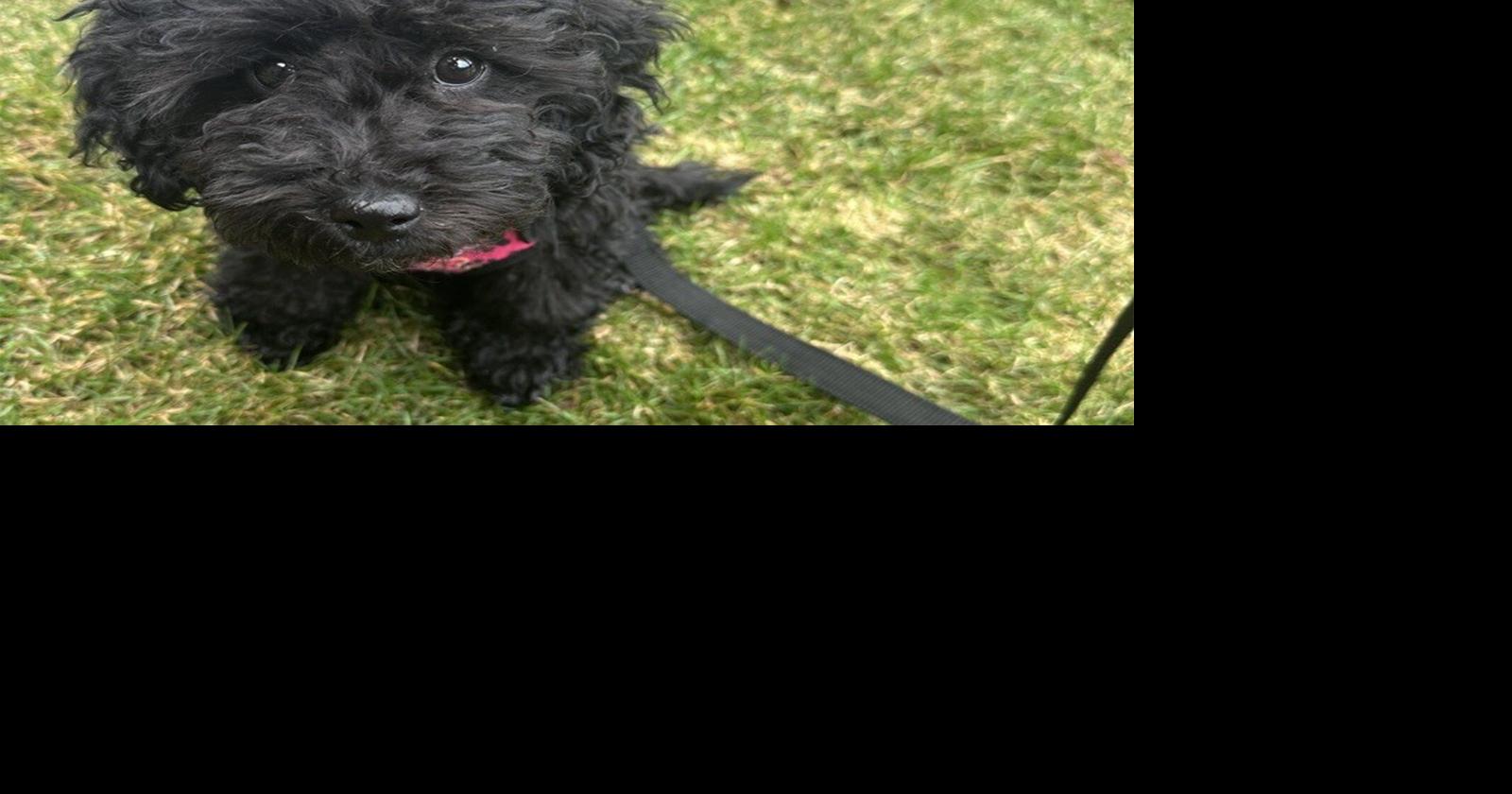 She bought a puppy for her daughter and it died 7 days later. Now animal services is investigating the broker