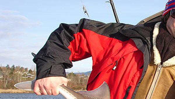 White Sturgeon - Freshwater Fisheries Society of BC