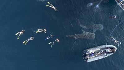 Sharks-1 CREDIT Celestia Anjas Premana.jpg