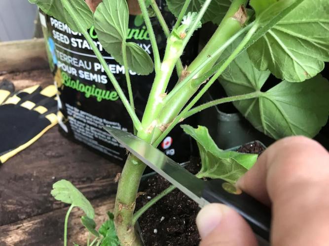 How to take cuttings of your favourite plants