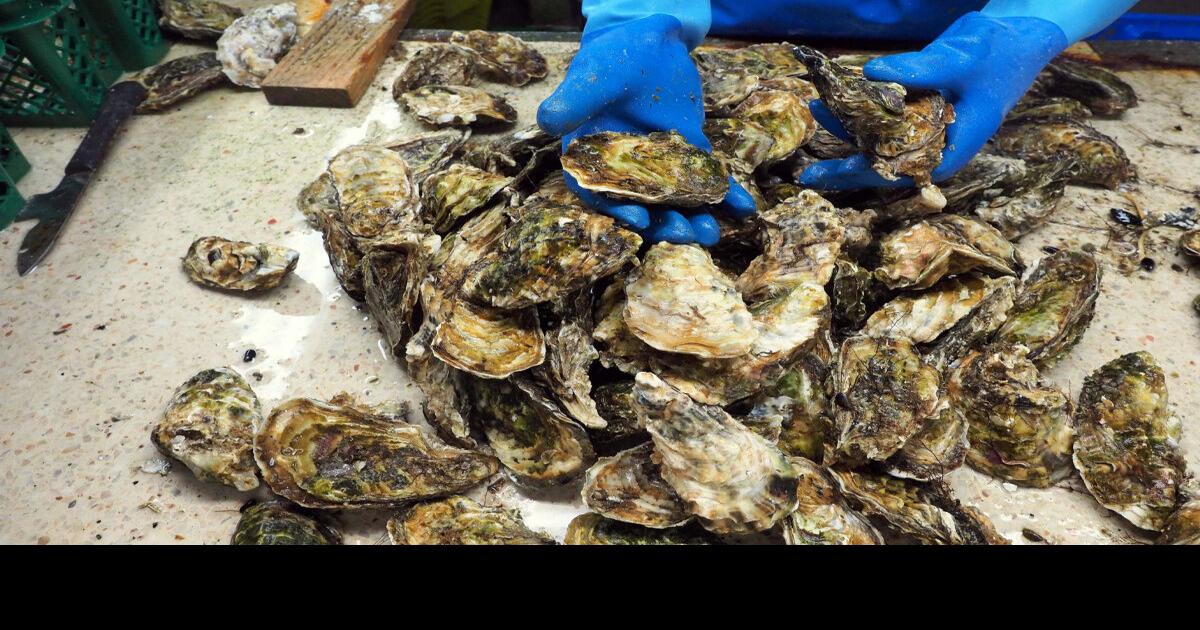 Several people have ill from eating oysters, BC Centre for