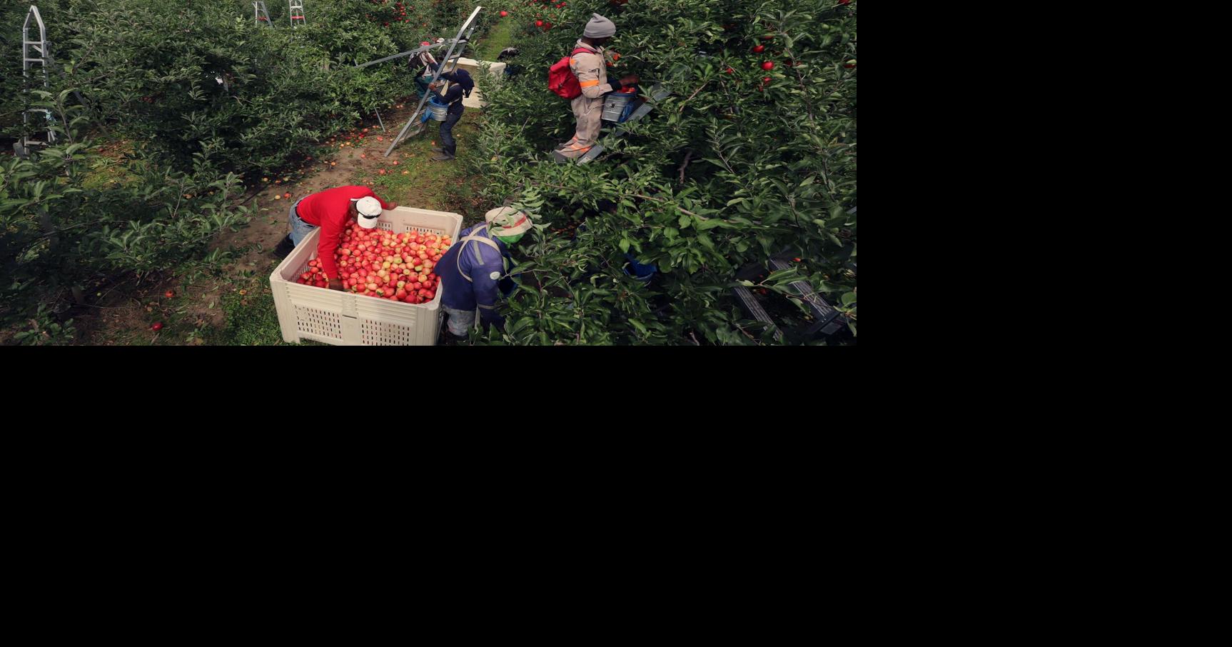 Foreign workers abuse claims have quadrupled, MPs told