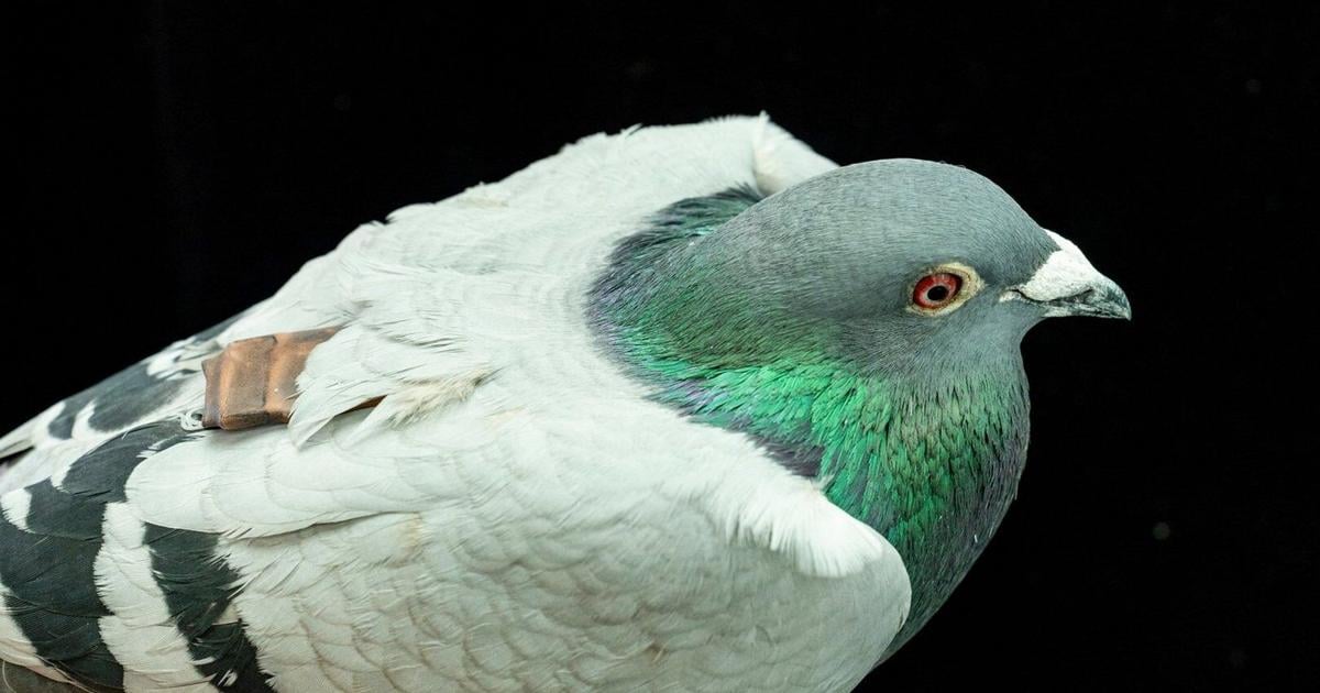 Pigeons' internal compass traced to liver immune cells